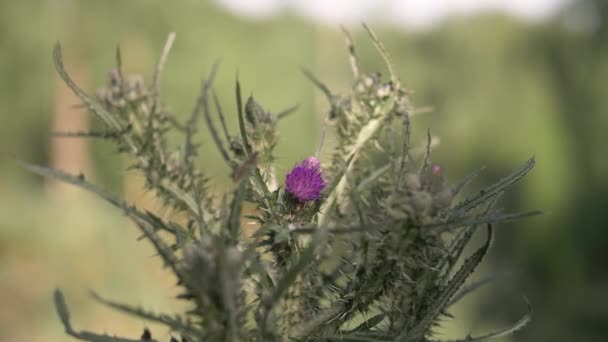 Selective Focus Thistle Leaves Sharp Prickles Blurry Background — 图库视频影像