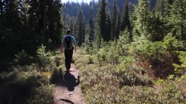 Мужчина Средних Лет Одиночку Путешествует Прекрасному Лесу — стоковое видео