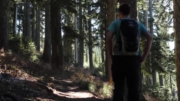 Молодий Чоловік Соло Гуляє Красивому Лісу — стокове відео