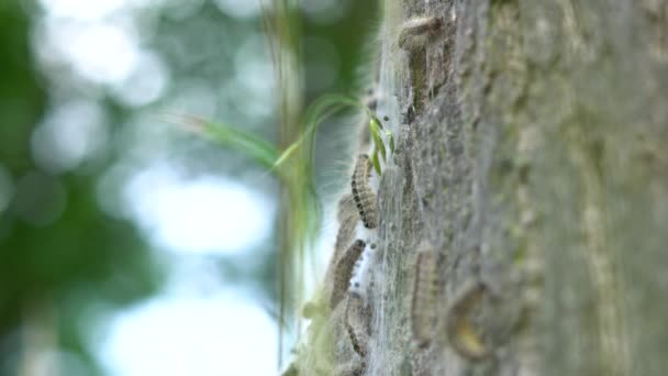 Eikenprocessierups Boom Thaumetopoeinae Overlast Nest Eik Caterpillar Closeup Alleen — Video Stock