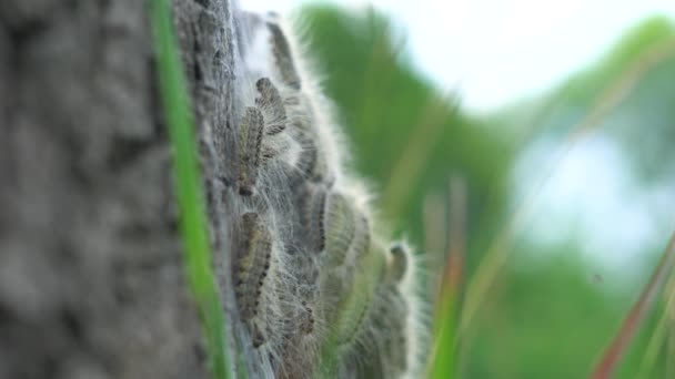 Eikenprocessierups Boom Thaumetopoeinae Overlast Nest Eik Caterpillar Closeup — Αρχείο Βίντεο