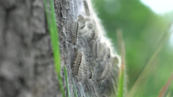 Eikenprocessierups Boom Thaumetopoeinae Overlast Nest Eik Caterpillar Closeup Alleen — Wideo stockowe