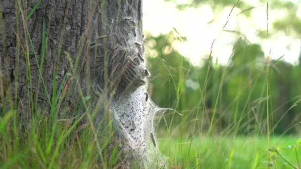 Eikenprocessierupsen Boom Berm Thaumetopoeinae Overlast Nest Eik Caterpillar Oak Processionary — Wideo stockowe