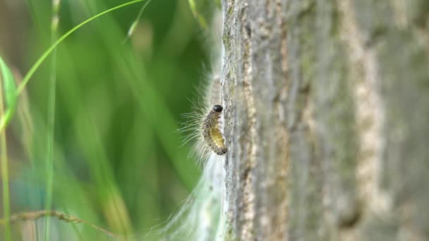 Eikenprocessierup Boom Thaumeto Poeinae Overlast Nest Eik Caterpillar Close Alleen — Stok video