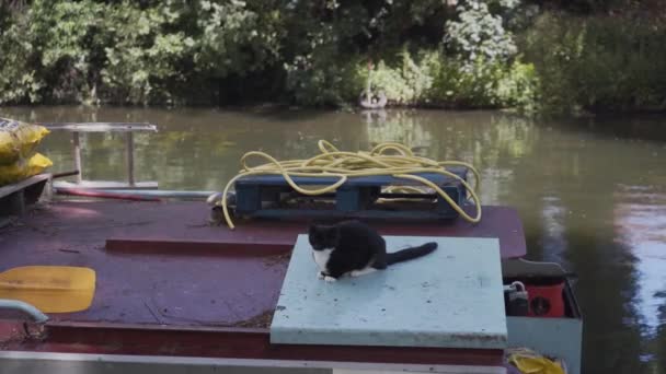 Black White Cat Standing Boat Roof River Cambridge City England — 图库视频影像