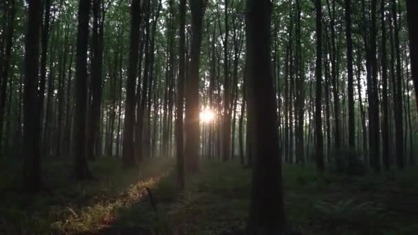 Amazing View Sunset Hellerbos Forest Belgium Tall Trees Vegetation Floor — Stockvideo