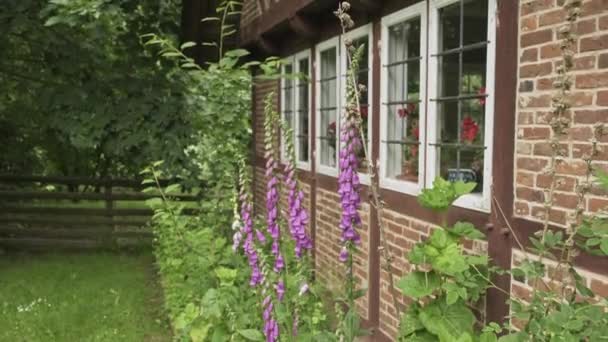 Row Blooming Pink Foxgloves Alongside Brick Wall House Neatly Fenced — Stockvideo
