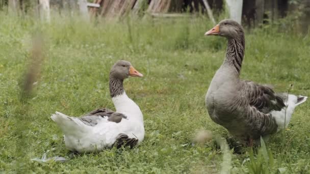 Pair Domesticated Farmyard Geese One Honking While Second Rests Grass — 图库视频影像
