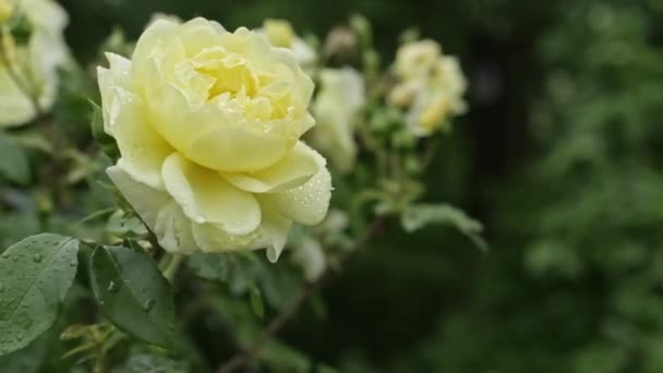 Delicate Yellow Rose Bloom Bush Garden Blowing Wind Water Drops — Stockvideo