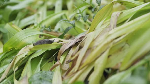 Snail Slug Creeping Wet Green Big Water Drops Plant Leaves — Vídeo de stock