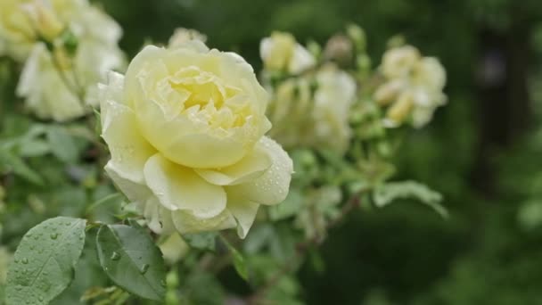 Delicate Yellow Rose Bush Garden Blowing Wind Water Drops Its — Stockvideo