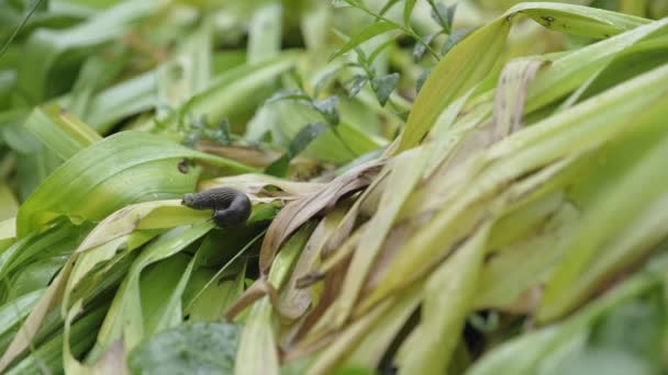 Snail Slug Creeping Wet Green Big Water Drops Plant Leaves — Vídeo de stock