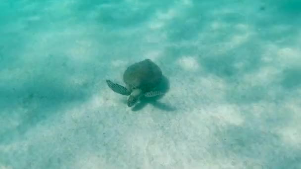 Turtle Swimming Alone Crystal Clear Blue Water Caribbean Sea — Video