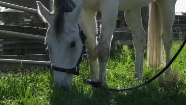 Large White Horse Eating Green Grass Slow — Stockvideo