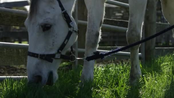 White Horse Eating Green Grass Slow — Vídeos de Stock