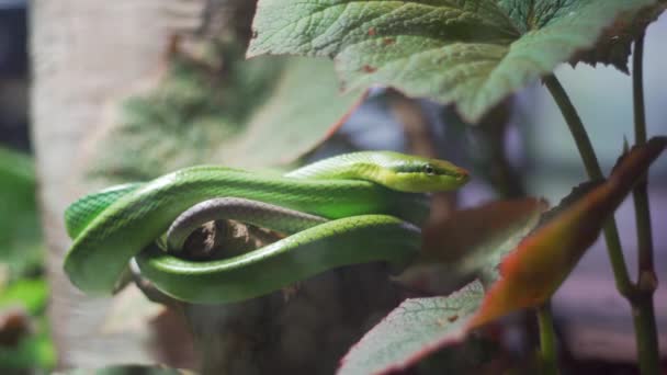 Close Shot Hungry Green Snake Yawning Tropical Rainforest Academy Sciences — Vídeo de Stock