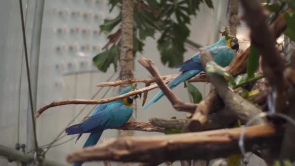 Two Colorful Parrots Sitting Tree Tropical Rainforest Academy Sciences San — Stockvideo