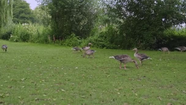 Flock Geese Grazing Grass Outer Alster Lake Hamburg Germany Alongside — Vídeos de Stock