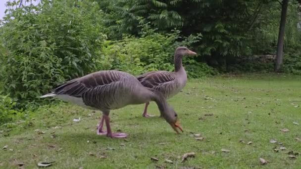 Close Shot Low Angle Two Wild Geese Grazing Green Grass — Stock videók