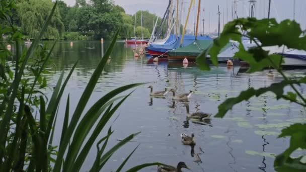 View Green Leaves Plants Bank Geese Swimming Outer Alster Lake — Vídeo de stock