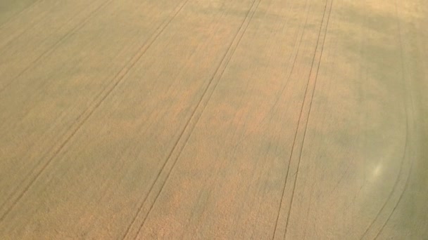 Drone Panning Wheat Farm Swedish Landscape — Video Stock