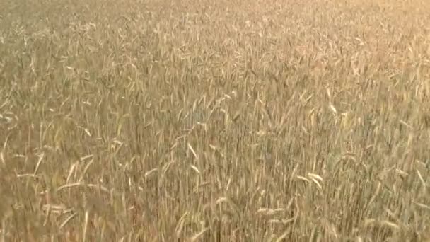 Drone Flying Slowly Wheat Farm Sweden — стоковое видео