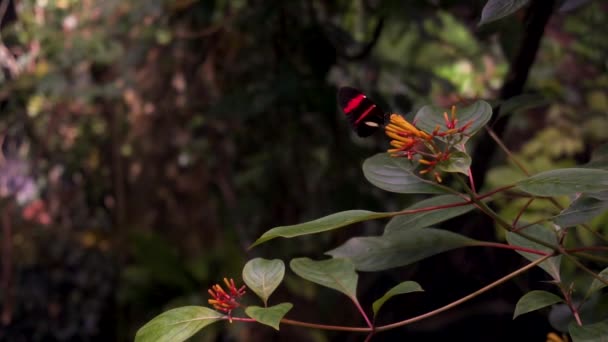 Close Shot Black Butterfly Red Stripe Its Wings Sits Yellow — Vídeo de Stock