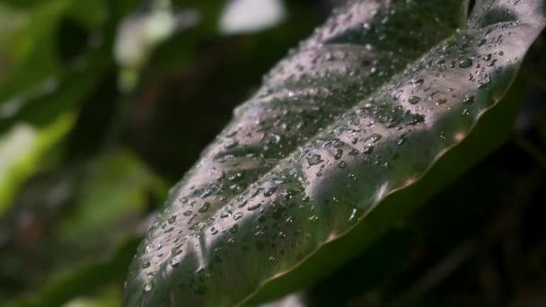 Close Shot Dark Green Leaf Drops Water Slowmotion Academy Sciences — Stockvideo