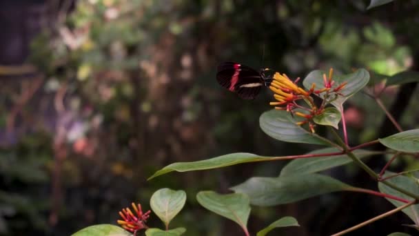 Close Shot Black Butterfly Red Stripe Its Wings Sits Yellow — Vídeo de Stock