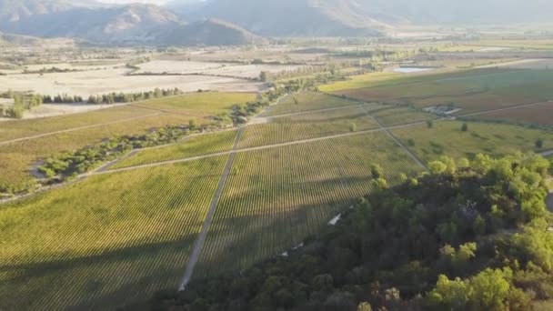 Виноробство Долині Колчгуа Чилі — стокове відео