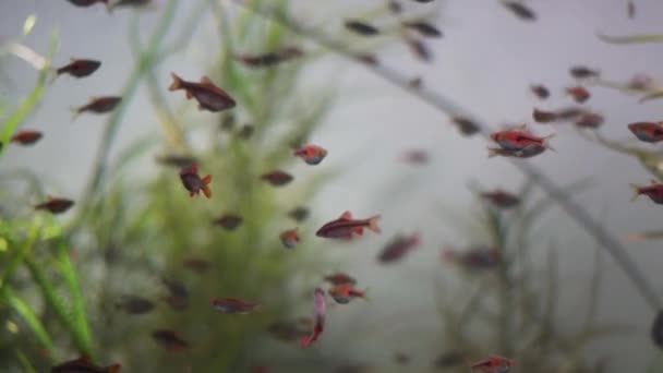 Close Shot Lots Small Red Fishes Swimming Aquarium Academy Sciences — 图库视频影像