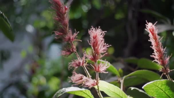 Close Shot Beautiful Green Plant Red Blossoms Tropical Rainforest Academy — Αρχείο Βίντεο