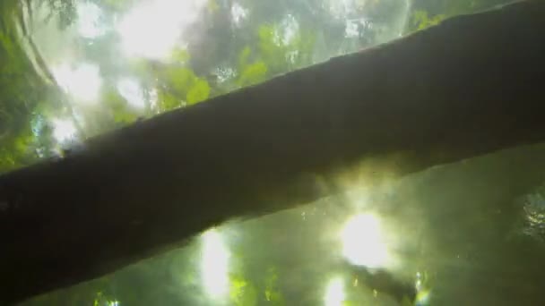 Fishtank Different Fishes Filmed Beautiful Water Light Reflection Tropical Rainforest — стоковое видео