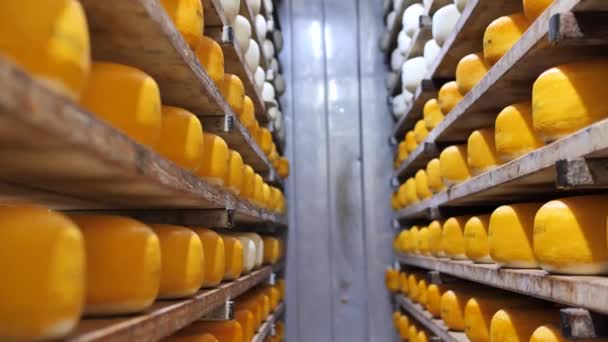 Підвал Стелажі Визріванням Твердого Сиру Переробка Продуктів Харчування Сховищі — стокове відео