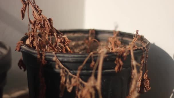 枯死的干枯的植物在黑色的塑料罐里 番茄特写 阳光灿烂 背景为白色 — 图库视频影像
