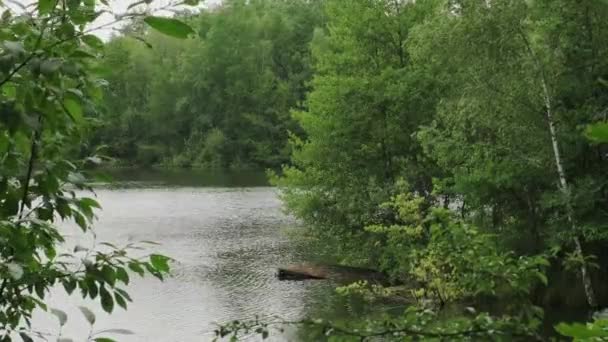 Water Clean Lake Rippling Shore Damaged Pier Green Trees Windy — Stock video