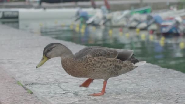 Slowmotion Duck Jumping Gap While Searching Something Eat Center Riva — ストック動画