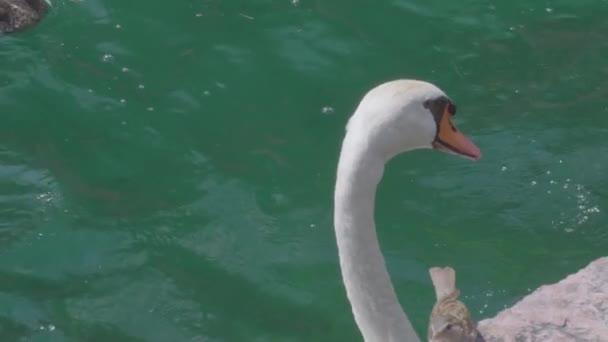 Slowmotion Swan Little Bird Turquoise Blue Water Lake Garda Riva — ストック動画