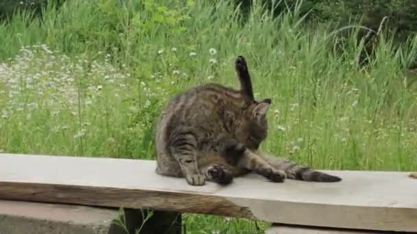 Tabby Cat Sitting Bench Licking Fur Summer Day Countryside Slow — Stok video