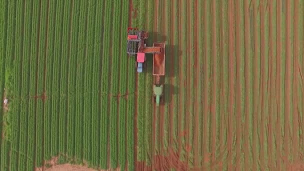 Harvester Machine Working Large Industrial Carrot Field Aerial View — Stockvideo