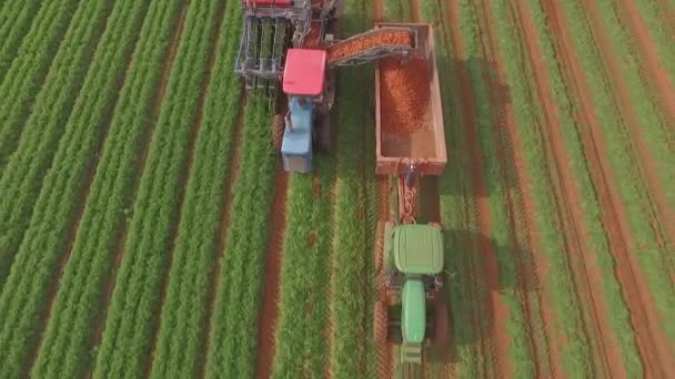 Agriculture Industry Machine Harvesting Carrot Crop Field Aerial View — Vídeo de Stock