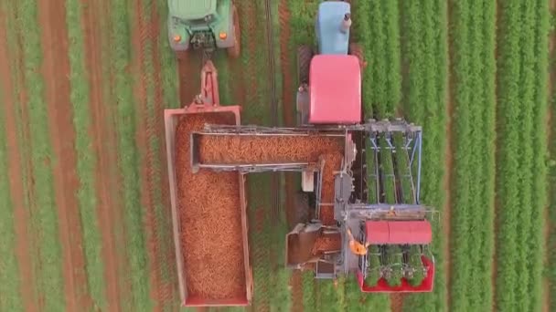 Machine Harvesting Carrot Large Industrial Crop Farmland Aerial View — Stockvideo