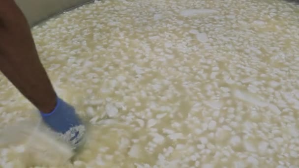 Cottage Cheese Production Process Hand Takes Curd Industrial Vat — ストック動画