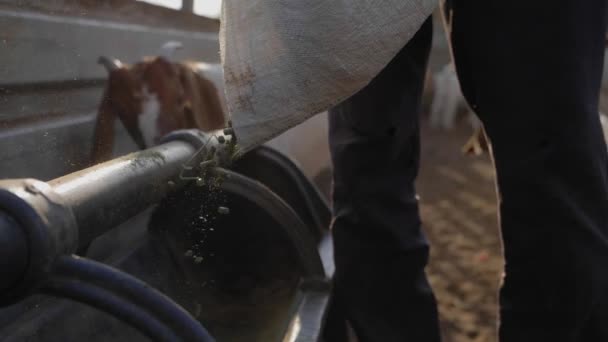 Farmer Pouring Animal Feed Goats Close — 비디오