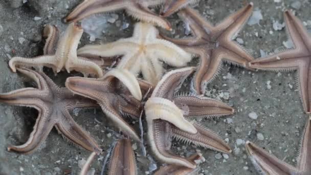 Multiple Starfish Swimming Ocean Water Myrtle Beach South Carolina — Stock Video