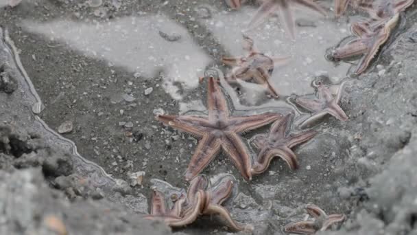 Sea Starfish Sand Ocean Water — Stok video