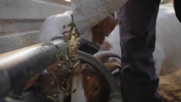 Close Goat Feed Pouring While Goats Eat Trough — Vídeo de Stock