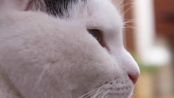 一只白猫脸的特写 — 图库视频影像