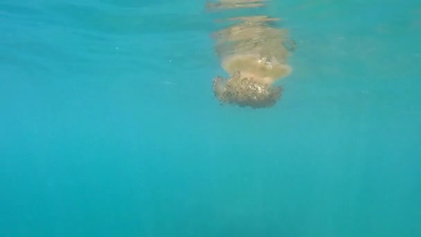 Jellyfish Float Surface Clear Sea Water — Stockvideo