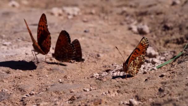 Red Yellow Butterflies Playing Ground — Vídeo de Stock